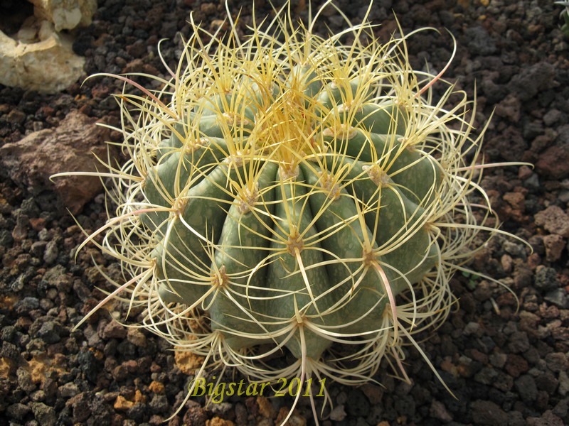 Ferocactus johnstonianus 