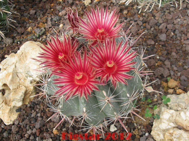 Ferocactus peninsulae v. townsendianus PP 151