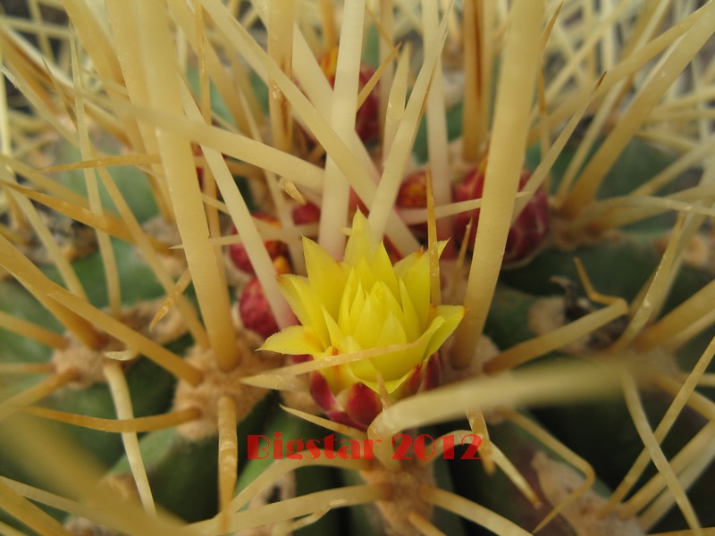 Ferocactus reppenhagenii 