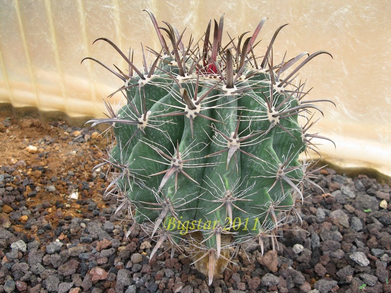 Ferocactus wislizeni ssp. herrerae 