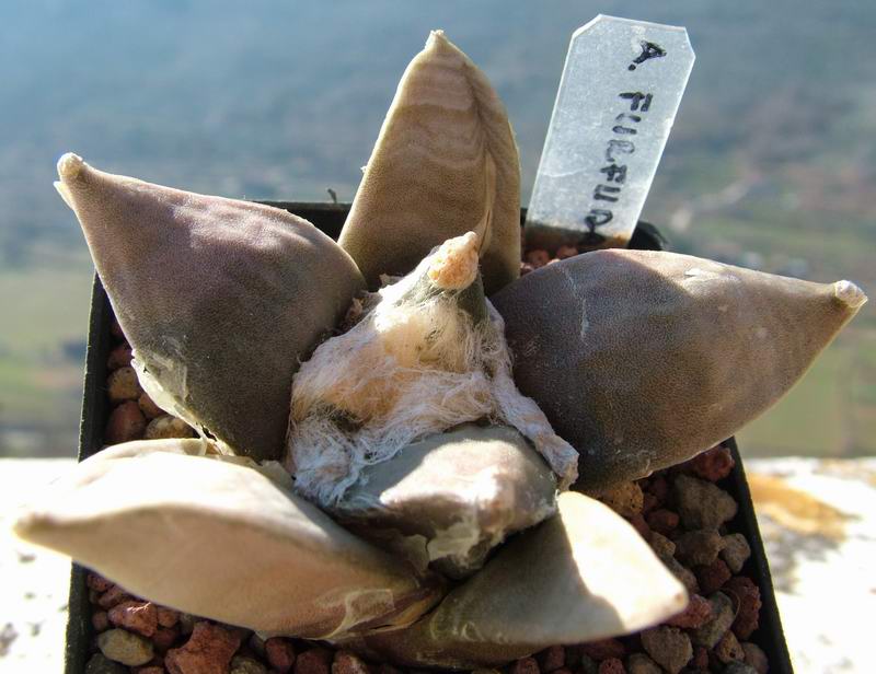 Ariocarpus furfuraceus 