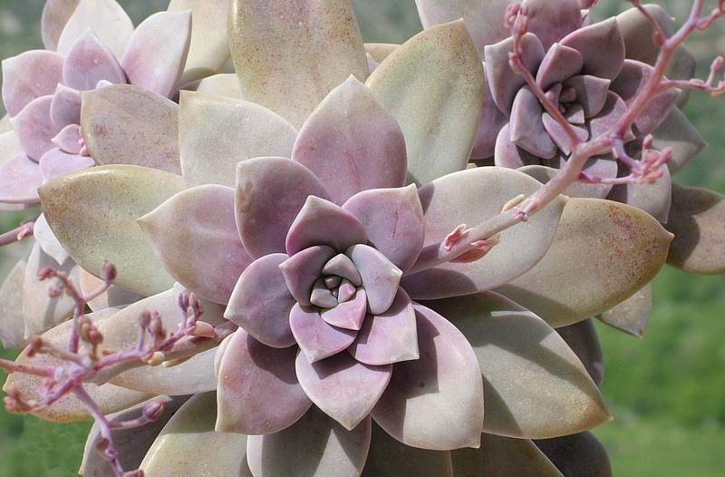 Graptopetalum superbum 