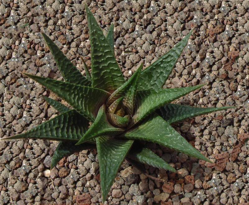 Haworthia limifolia 