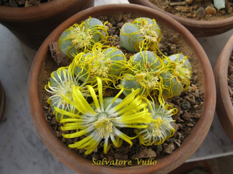 Lithops olivacea 