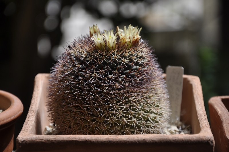 Mammillaria aff. bocensis Rog 231