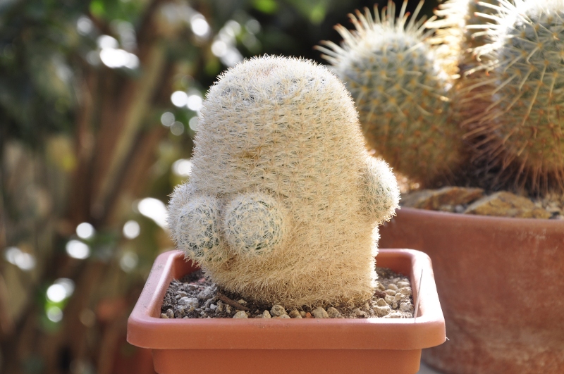 Mammillaria candida 