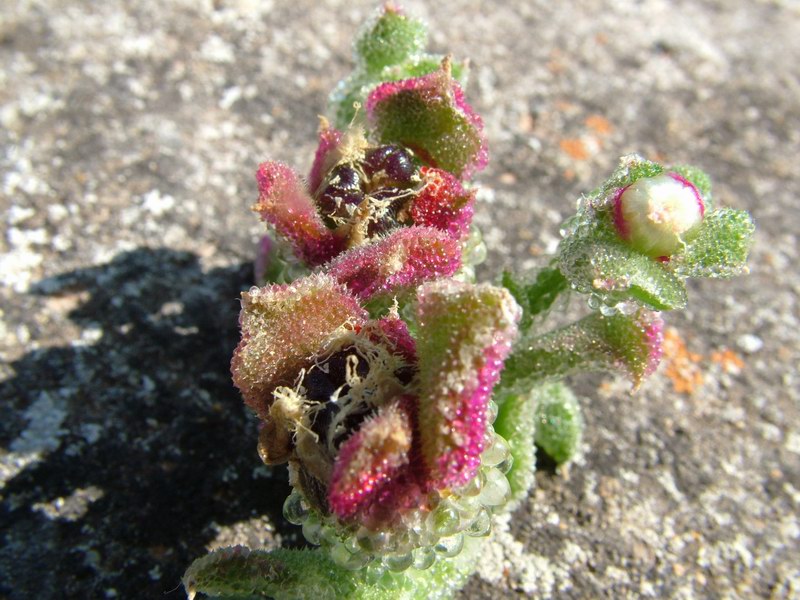 Mesembryanthemum crystallinum 