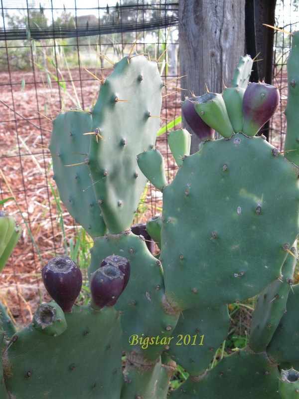 Opuntia stricta 