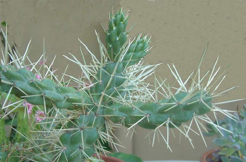 Opuntia tunicata 