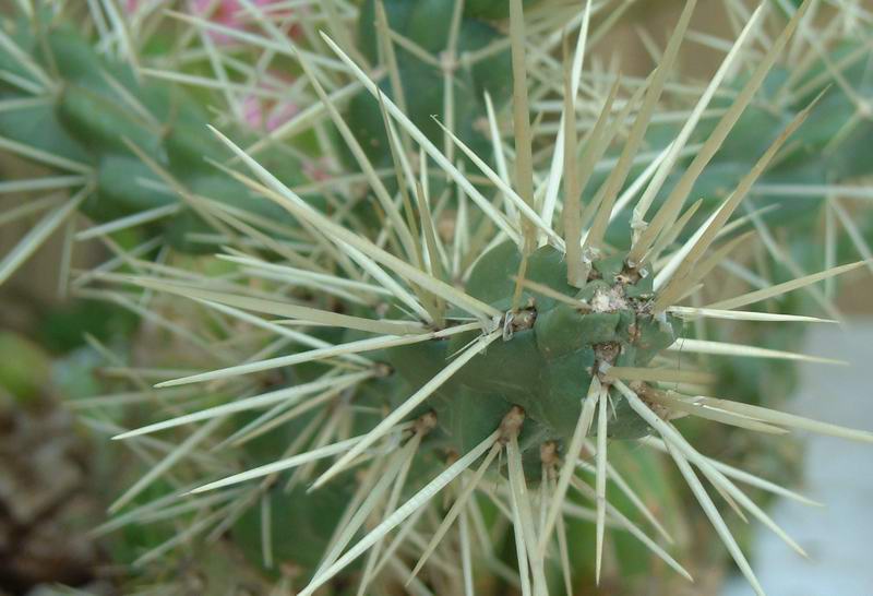 Opuntia tunicata 