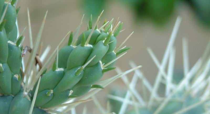 Opuntia tunicata 