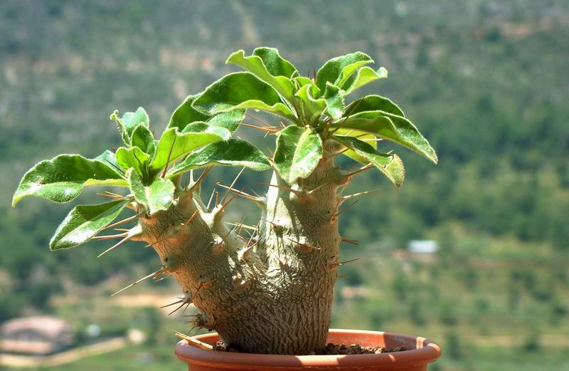 Pachypodium saundersii 