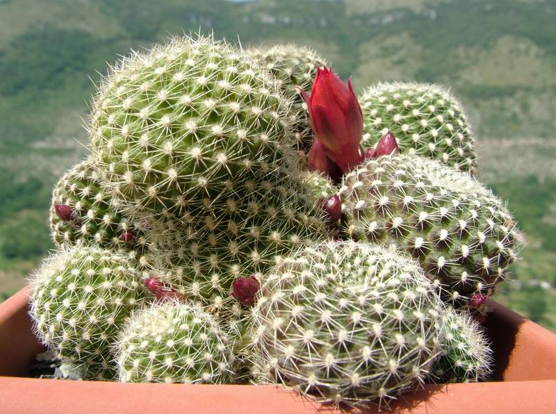 Rebutia fabrisii 