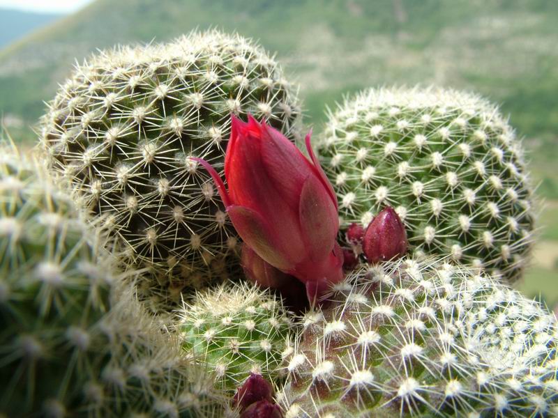 Rebutia fabrisii 