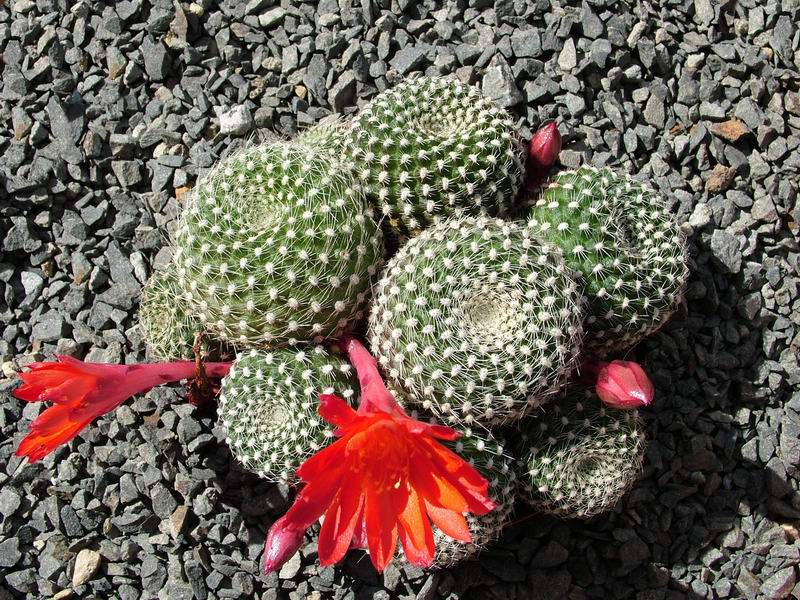 Rebutia fabrisii 