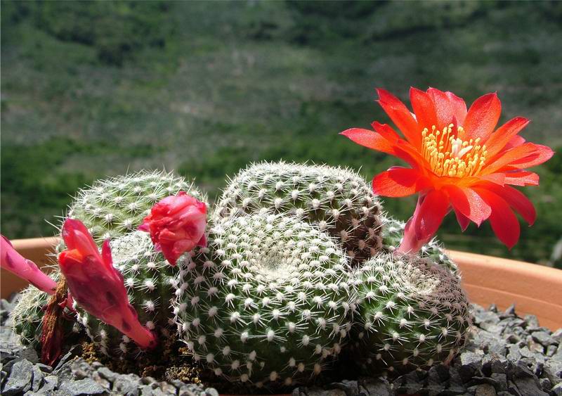 Rebutia fabrisii 