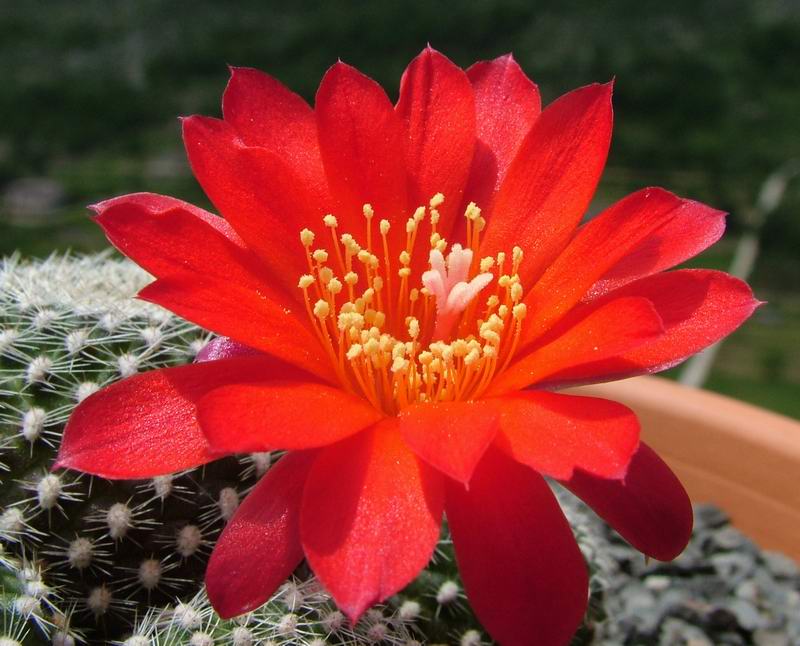 Rebutia fabrisii 