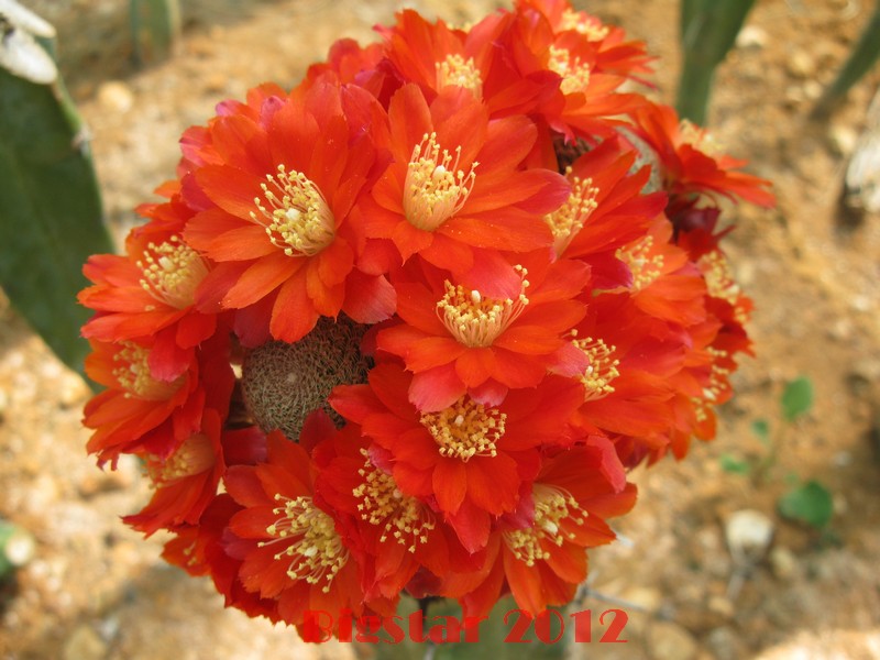 Rebutia heliosa 