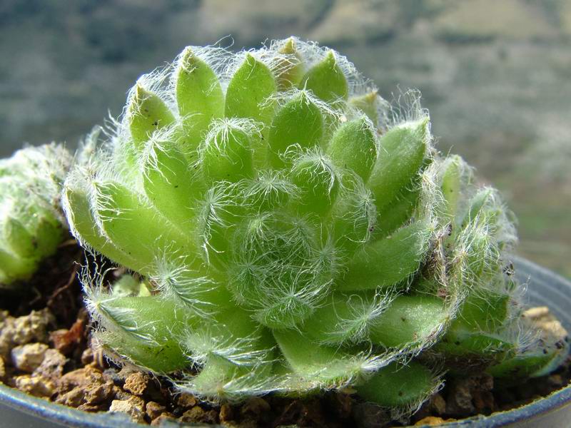 Sempervivum ciliosum 