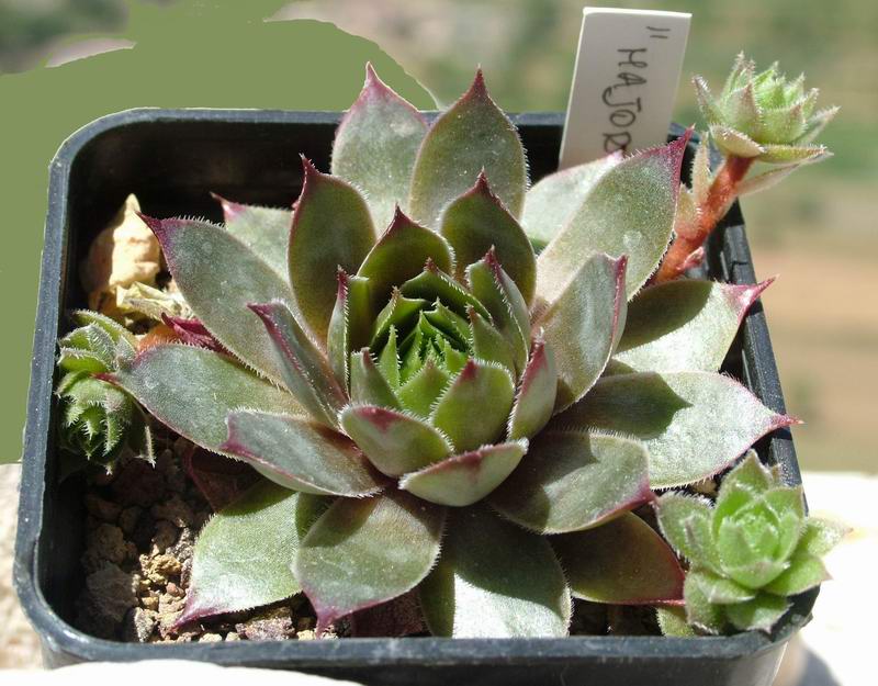 Sempervivum cv. 'major' 