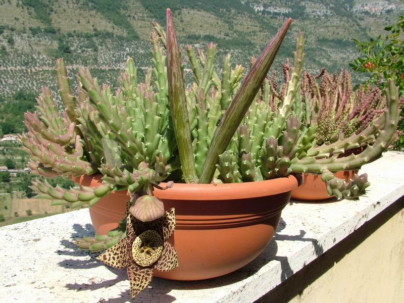 Stapelia variegata 