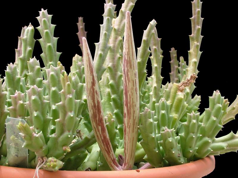 Stapelia variegata 