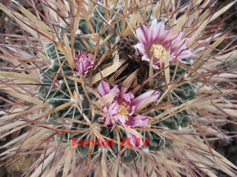 Stenocactus lamellosus 