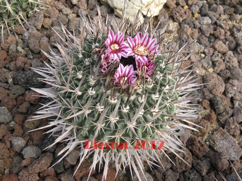 Stenocactus  