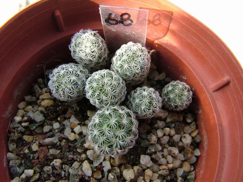 Turbinicarpus dickinsoniae 