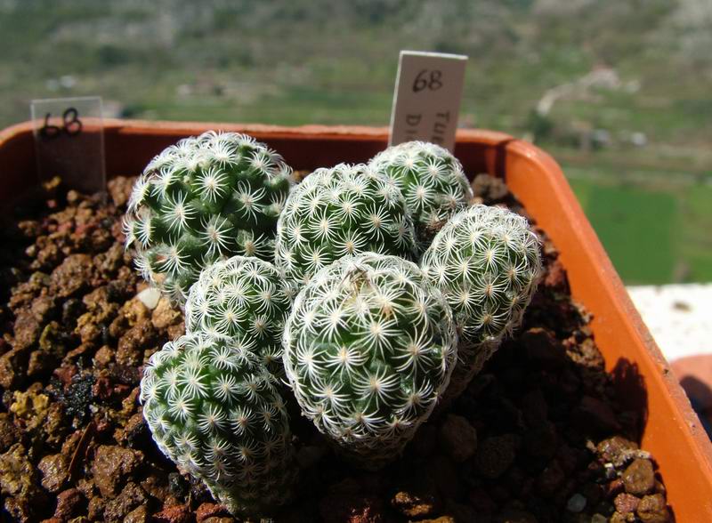 Turbinicarpus dickinsoniae 