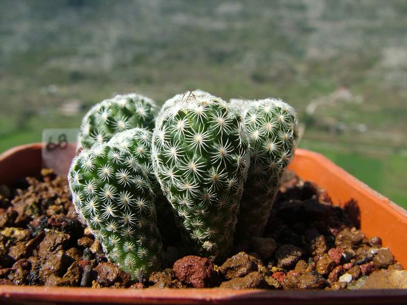 Turbinicarpus dickinsoniae 