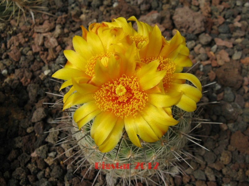 Thelocactus conothelos v. aurantiacus CSD 149