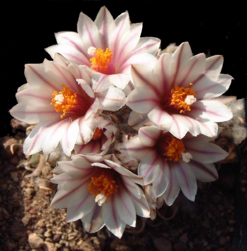 Turbinicarpus panarottoi PAN 68