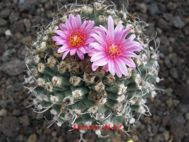 Turbinicarpus alonsoi 