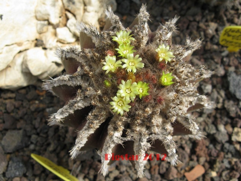 Uebelmannia pectinifera v. horrida 