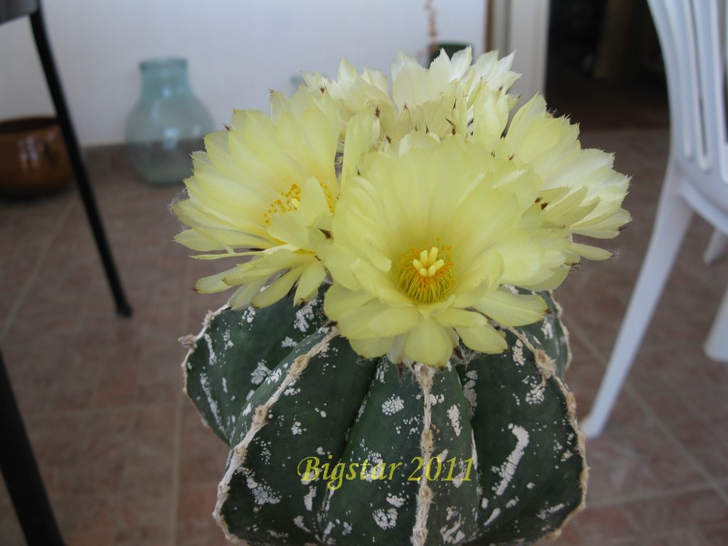 Astrophytum myriostigma f. multicostatum cv. haku-jo hakuun 