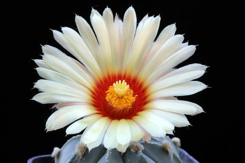 Astrophytum senile x asterias 