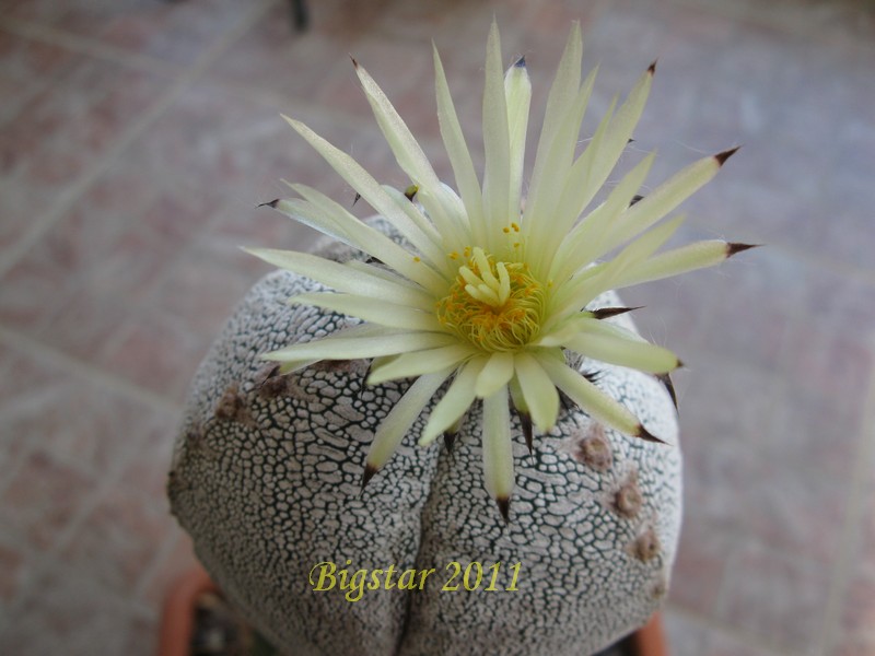 astrophytum myriostigma f. tricostatum cv. onzuka