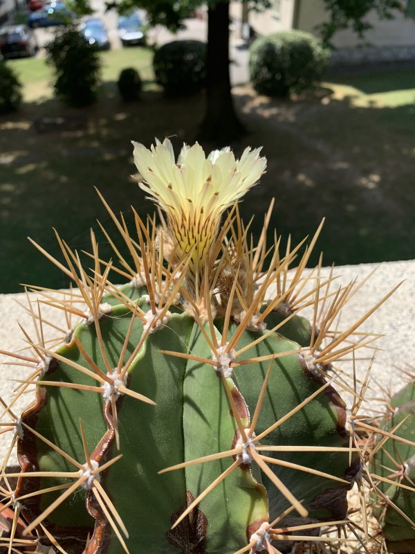 Astrophytum ornatum 