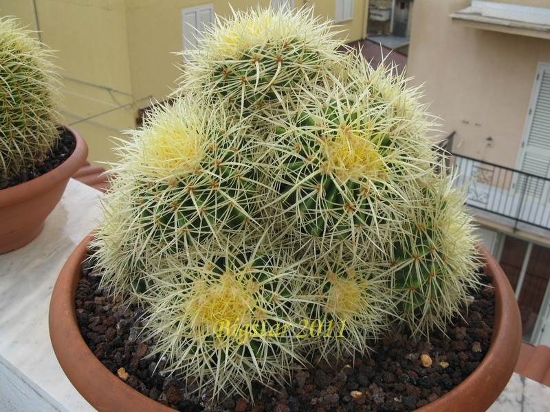 Echinocactus grusonii 