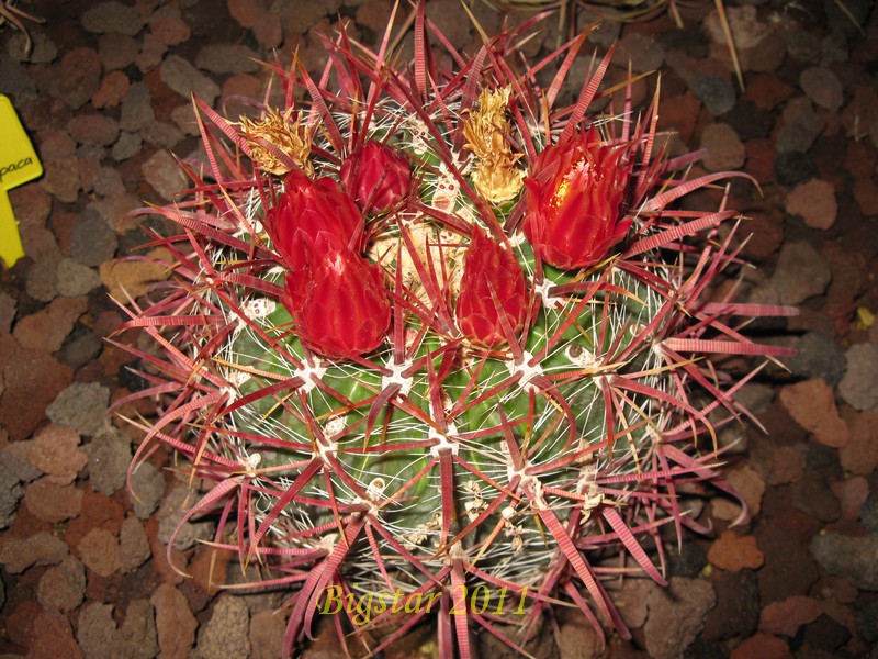 Ferocactus gracilis 