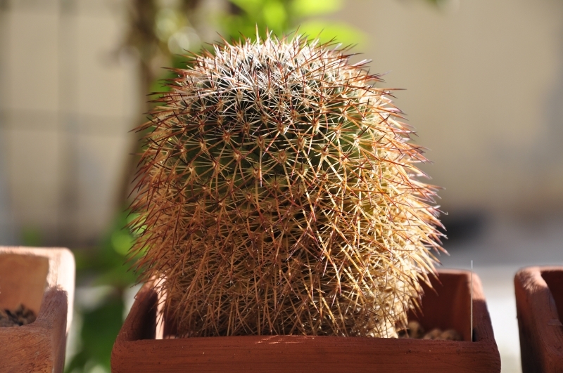 mammillaria heyderi ssp. gummifera