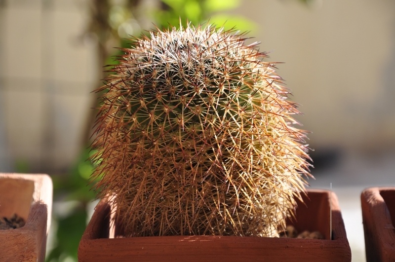 Mammillaria heyderi ssp. gummifera Rog 512