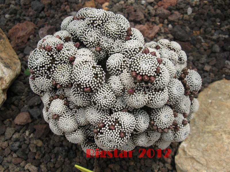 Mammillaria luethyi 