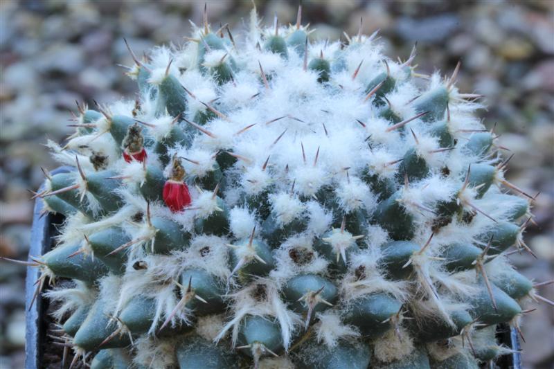 Mammillaria priessnitzii REP 1145