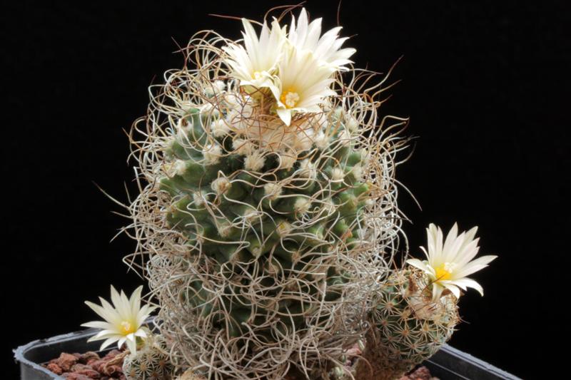 Turbinicarpus krainzianus 