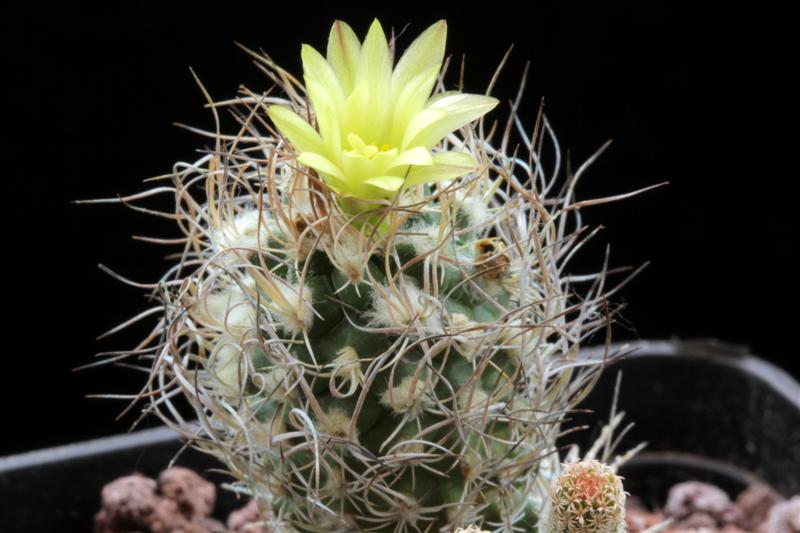 Turbinicarpus krainzianus ssp. minimus 