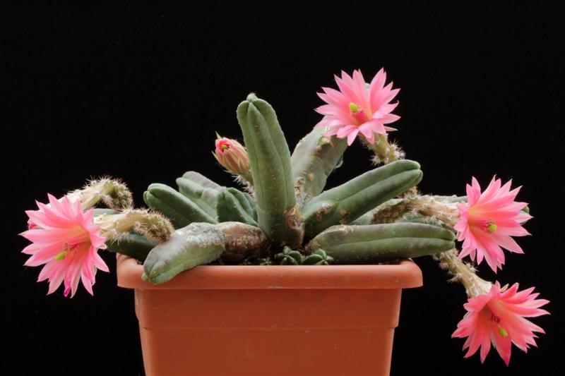 Echinocereus  scheeri ssp. gentryi 