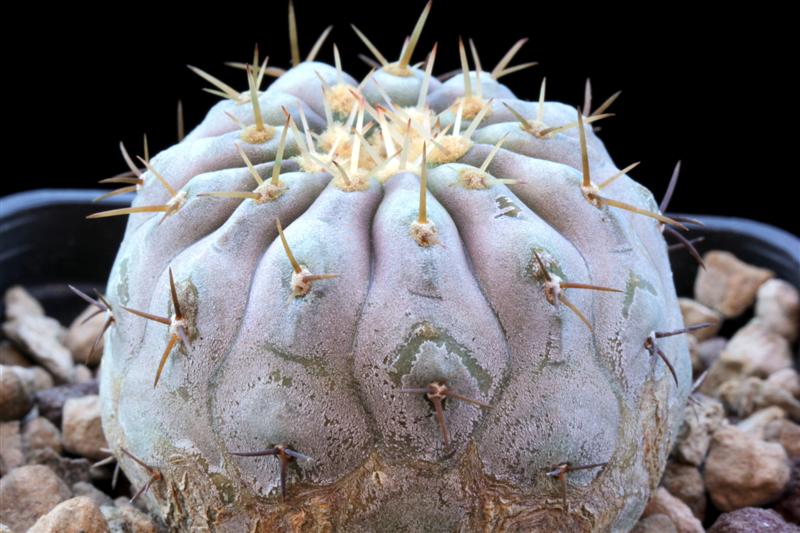 Copiapoa cinerea v. columna-alba AW 88