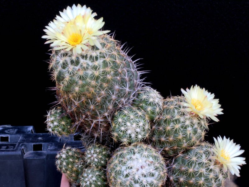 Coryphantha cornifera 